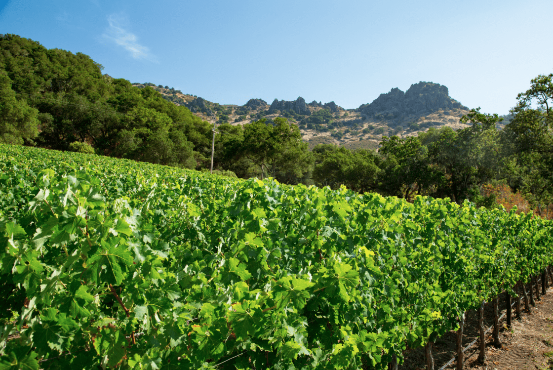 Image of Stag's Leap Wine Cellars S.L.V. Estate with tree-covered mountain background with a blue sky overhead.
