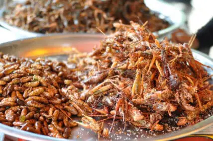 Fried crickets and mealworms served on plates as edible insects