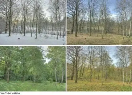 Four-panel seasonal progression of a birch forest through winter, spring, summer, and autumn