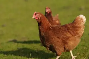 Brown hen standing on grass with other chickens in background