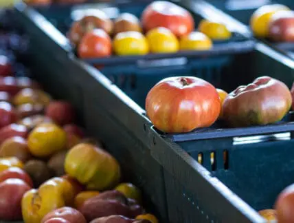 Heirloom tomatoes in dark plastic crates at a farmers market
