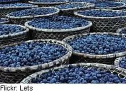 Baskets of freshly harvested acai berries in large woven containers
