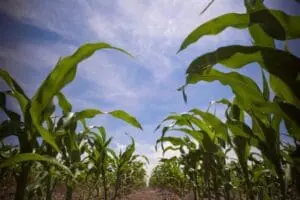 Cornfield with green stalks growing under a blue sky