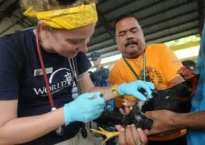 Researchers examining a chicken during antibiotic resistance study