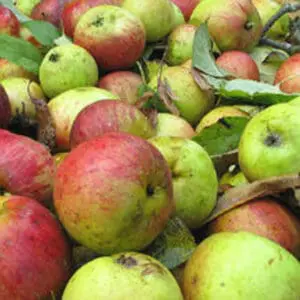 Freshly harvested organic apples with red and green coloring