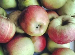 Fresh red and green apples clustered together in a pile