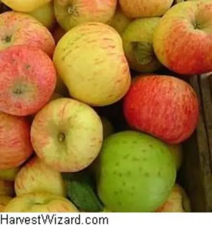 Assorted fresh apples in red, yellow, and green varieties displayed together