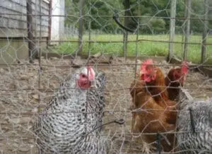 Chickens in a wire-fenced coop with dirt ground and wooden shelter in background