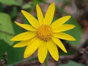 What is Arnica? 8 Ways To Use Sunflower-like Plant to Your Everyday  Advantage - Organic Authority