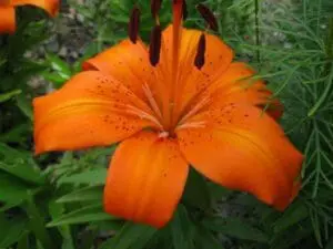 enchantment asiatic lily