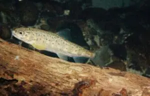 Small salmon swimming near a submerged log in dark water