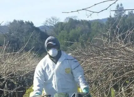 Worker in protective gear spraying pesticide in agricultural field