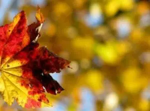 Close-up of a red and yellow maple leaf in autumn sunlight with blurred foliage background