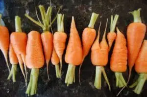 Fresh organic carrots with green tops arranged on dark soil