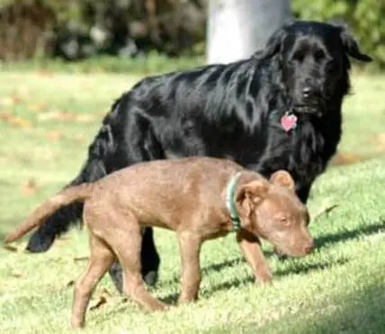 Two dogs on grass, a black dog and a brown dog with a blue collar.