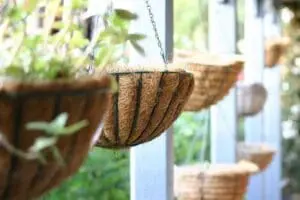 Hanging basket planters with coco coir liners suspended from chains in a garden setting