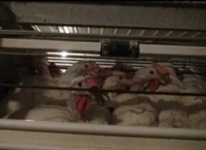 Chickens in a cramped battery cage system