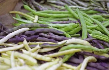 Fresh green, purple, and yellow bean varieties