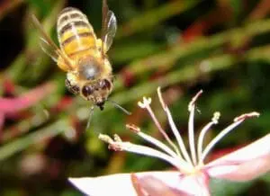 Honey bee collecting pollen from a pink flower
