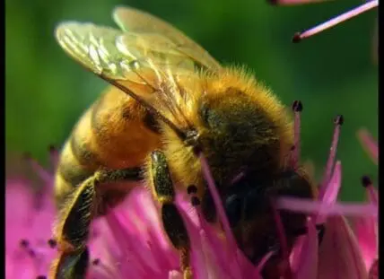 Honeybee collecting pollen from pink flower
