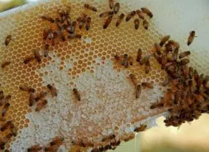 Honeycomb frame covered with clustered honeybees