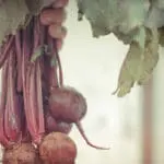 Fresh beets hanging with stems and soil on white background