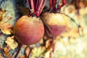 Fresh beet with purple stems in garden soil