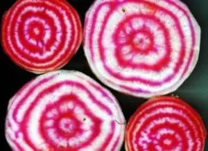 Cross-sections of red and white striped Chioggia beets