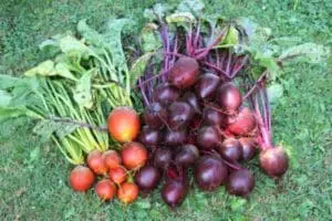 Freshly harvested beets and green beans arranged on grass