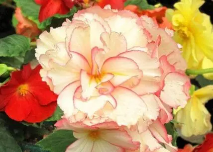 begonias