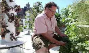 Man harvesting vegetables from plants on a rooftop garden