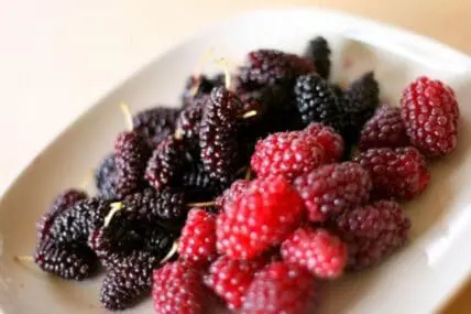 Fresh blackberries and raspberries on a white plate