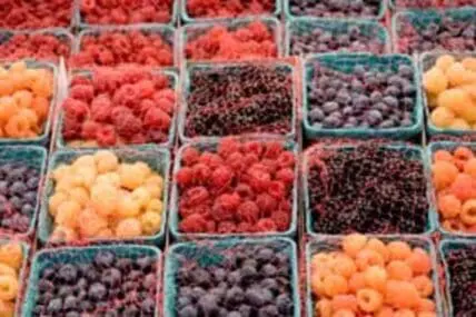 Assorted fresh berries in cardboard containers at a farmers market