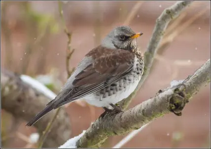Spotted bird perched on a snow-dusted branch in winter