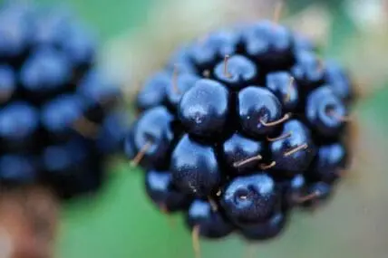Ripe blackberries clustered on a bramble with blurred foliage background