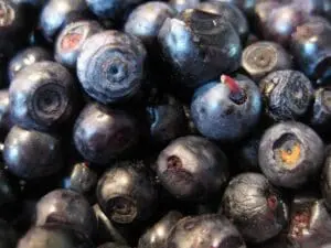 Fresh blueberries with stems and leaves clustered together