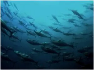 bluefin