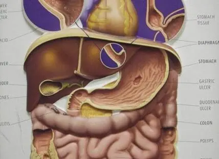 Anatomical diagram of human digestive system organs including stomach, liver, pancreas, and