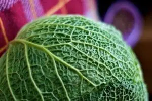 Close-up of green leaf showing detailed vein structure and texture
