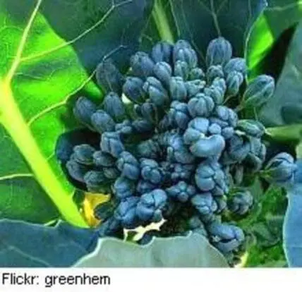 Cluster of unripe blue-green berries on vine with large green leaves