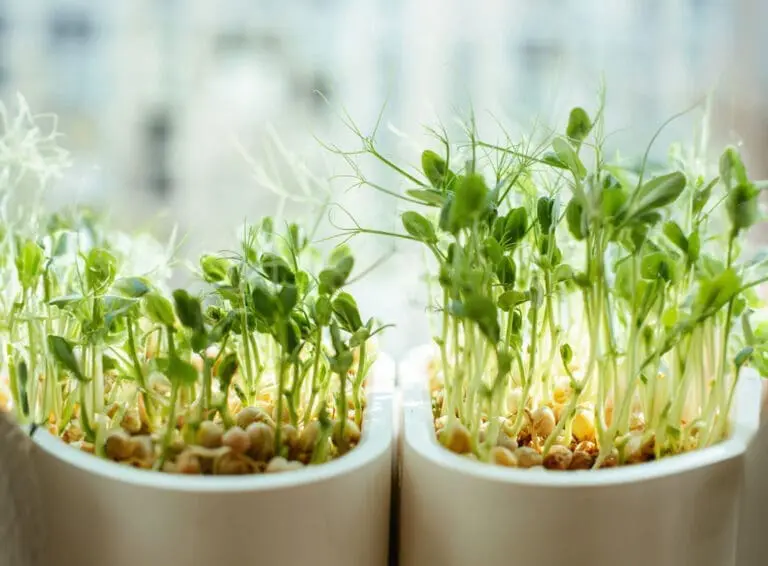 Image of broccoli sprouts growing in a pot. Broccoli sprouts contain sulforaphane which benefits immune systems and gut health
