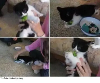 Black and white kitten eating broccoli from a person's hand in multiple angles.