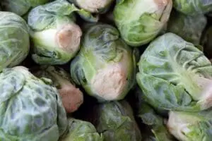 Fresh brussels sprouts with green leaves and pale centers displayed closely together