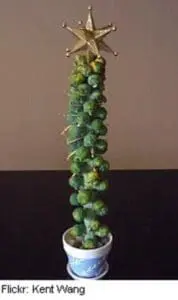Tall decorative tower made of Brussels sprouts topped with a gold star