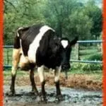 Black and white cow standing in a dirt pen with green trees in background