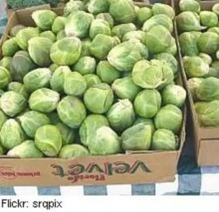 Fresh green Brussels sprouts in cardboard boxes at market