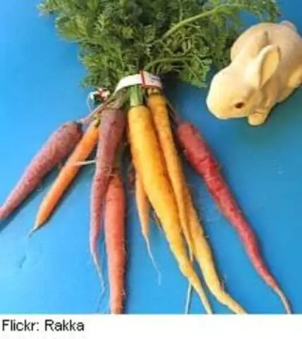 Colorful rainbow carrots with green tops and a ceramic rabbit on blue background