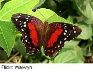 Red and black butterfly with white spots perched on green leaves