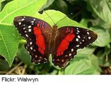 Red and black butterfly with white spots perched on green leaves