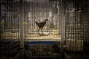 Chicken in metal cage at farm facility